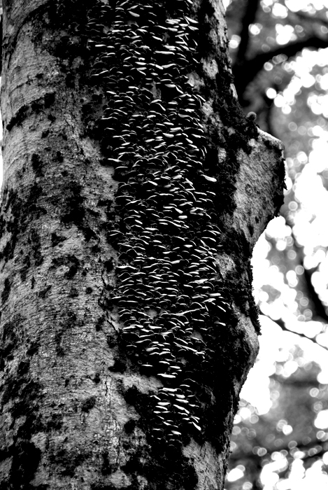 DS4_3152-l