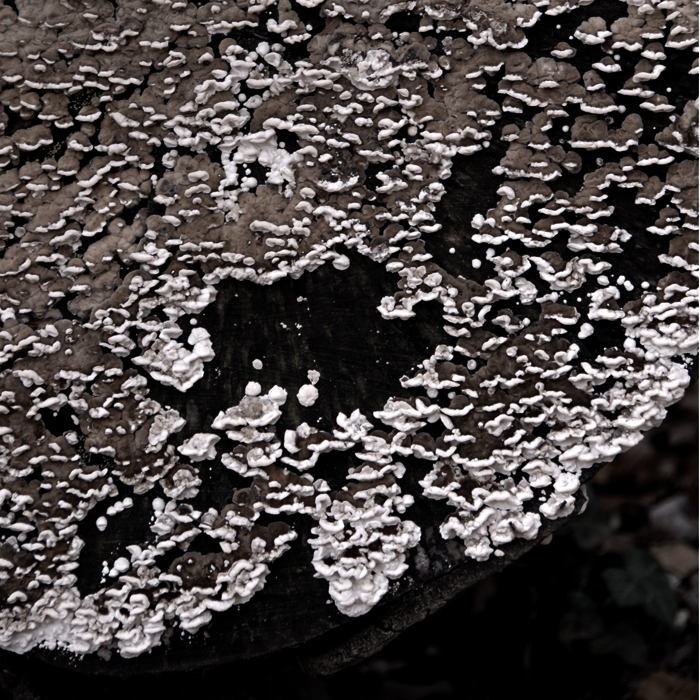 DS4_3332-l